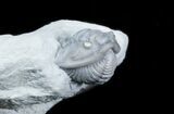 Enrolled Flexicalymene Trilobite From Ohio #30451-3